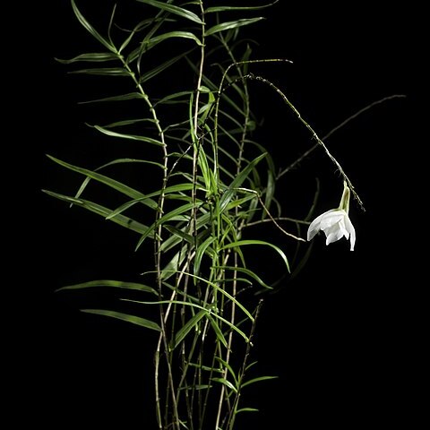 Dendrobium auriculatum unspecified picture