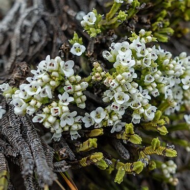 Veronica lycopodioides unspecified picture