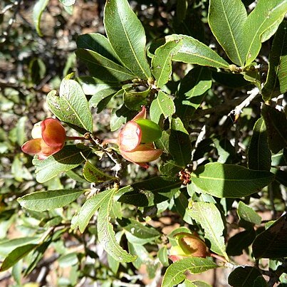 Ochna pretoriensis unspecified picture