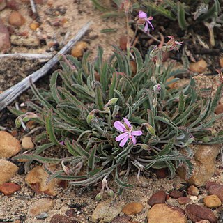 Pelargonium coronopifolium unspecified picture