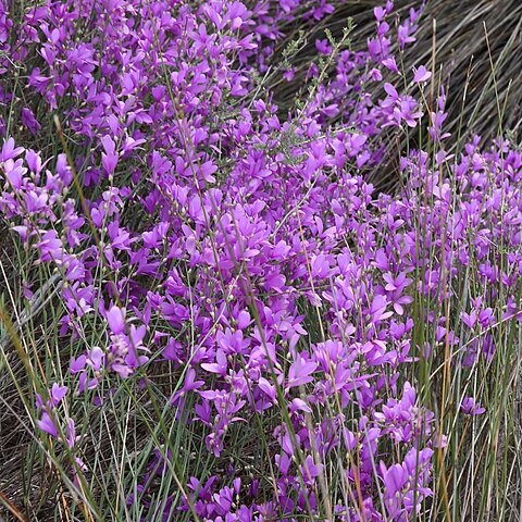 Heliophila juncea unspecified picture