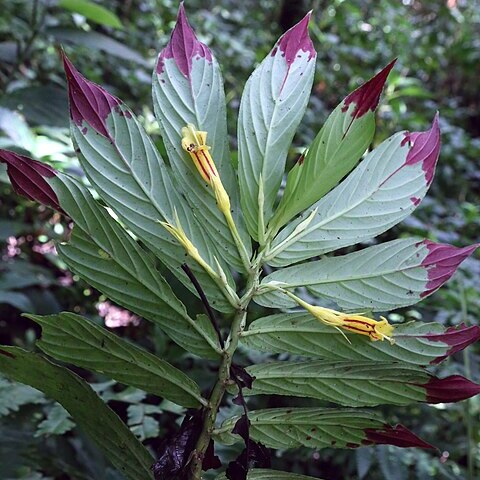 Columnea ericae unspecified picture