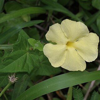 Thunbergia dregeana unspecified picture