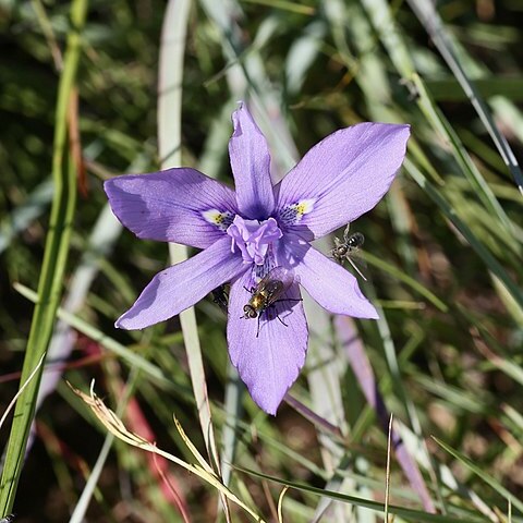 Moraea inclinata unspecified picture