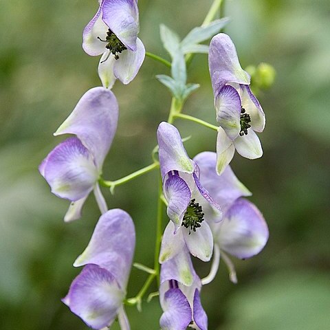 Aconitum sczukinii unspecified picture