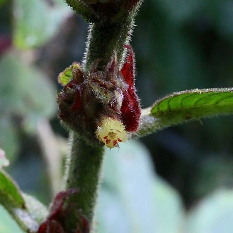 Columnea capillosa unspecified picture