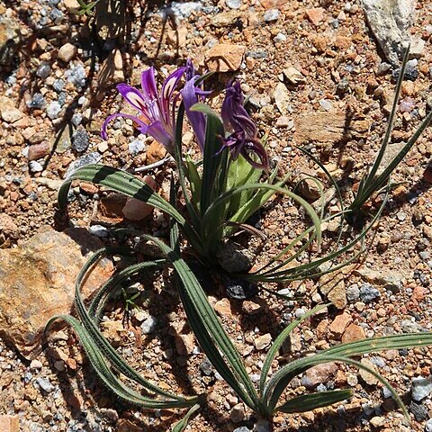 Babiana ecklonii unspecified picture