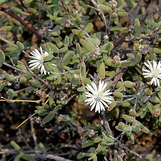 Drosanthemum archeri unspecified picture