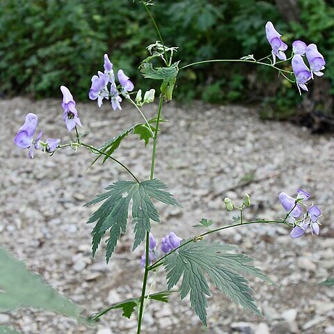 Aconitum sczukinii unspecified picture