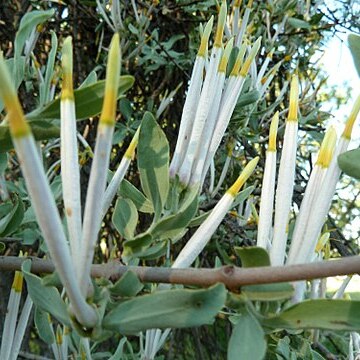 Agelanthus natalitius unspecified picture