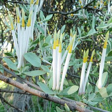 Agelanthus unspecified picture