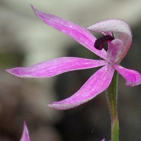 Caladenia congesta unspecified picture