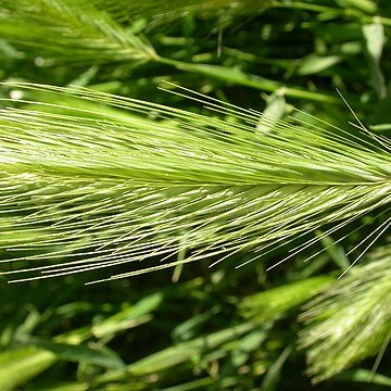 Hordeum murinum subsp. leporinum unspecified picture