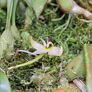 Bulbophyllum ecornutum unspecified picture