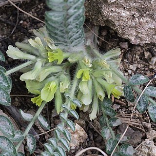 Astragalus densus unspecified picture