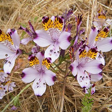 Alstroemeria magnifica var. magenta unspecified picture