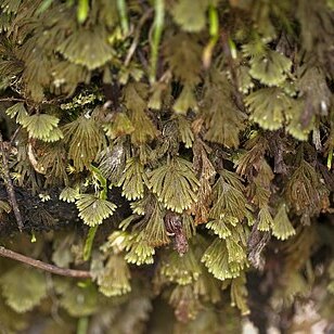 Hymenophyllum obtusum unspecified picture