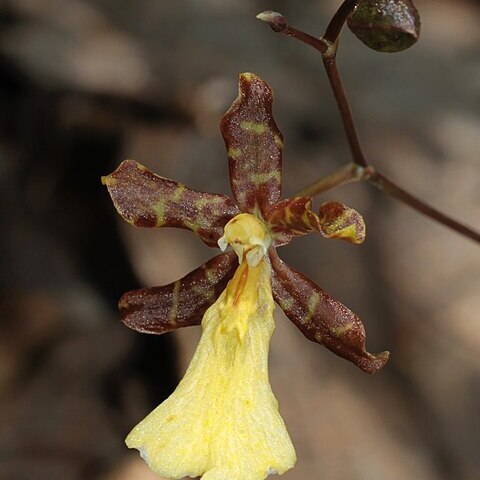 Oncidium brachyandrum unspecified picture