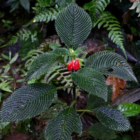 Gasteranthus quitensis unspecified picture