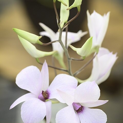 Dendrobium fytchianum unspecified picture