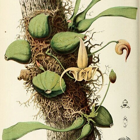 Bulbophyllum pteroglossum unspecified picture