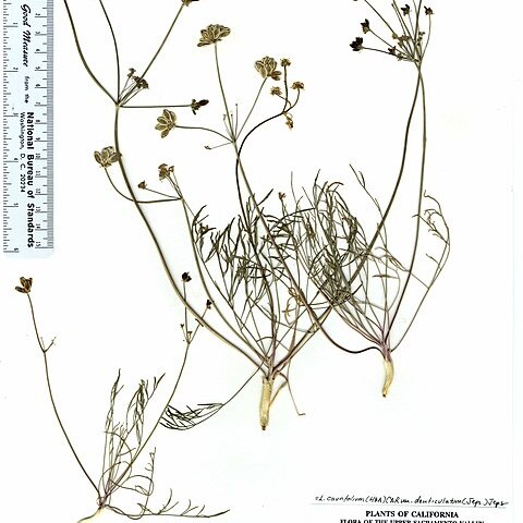 Lomatium caruifolium var. denticulatum unspecified picture