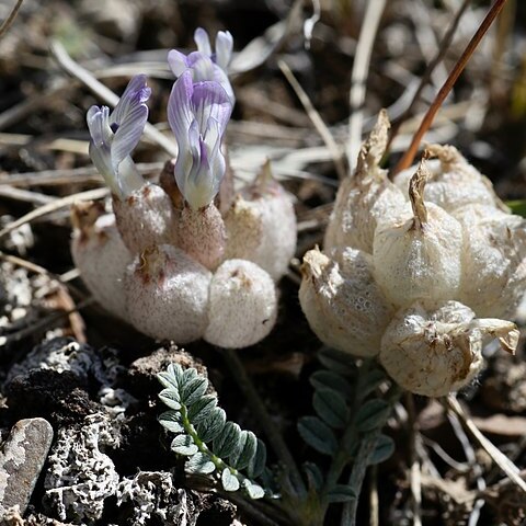 Astragalus nivalis unspecified picture