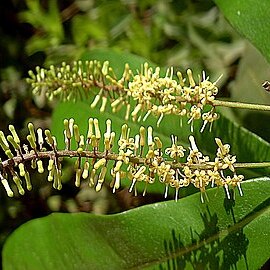 Panopsis rubescens unspecified picture