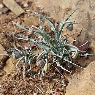 Ornithoglossum undulatum unspecified picture