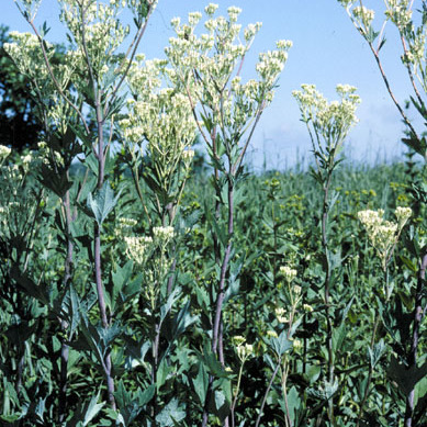 Arnoglossum unspecified picture