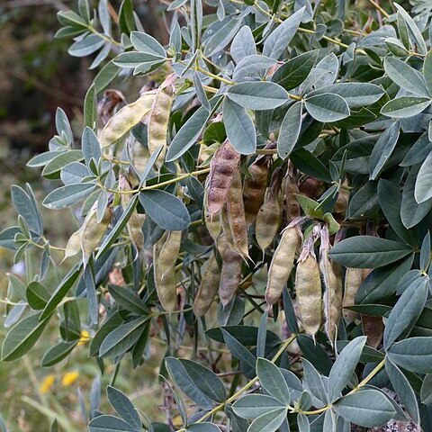 Thermopsis alpina unspecified picture