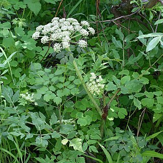 Angelica saxatilis unspecified picture