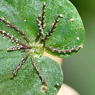 Peperomia pinoi unspecified picture