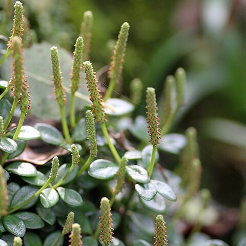 Peperomia retusa unspecified picture