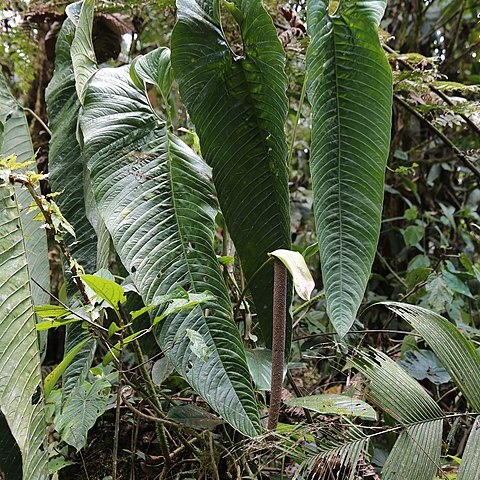 Anthurium camposii unspecified picture