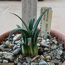 Haworthia angustifolia var. paucifolia unspecified picture