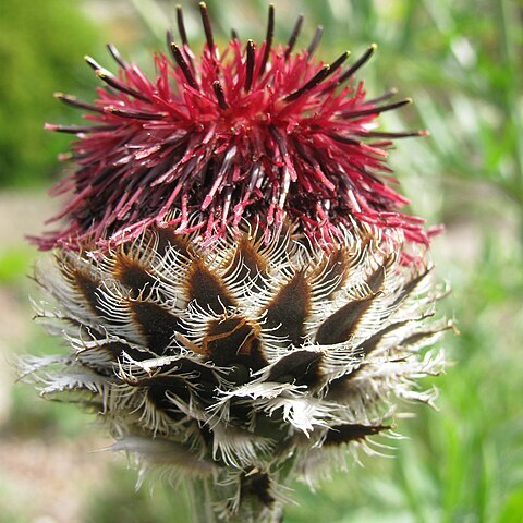 Centaurea atropurpurea unspecified picture