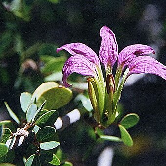 Bauhinia ramosissima unspecified picture