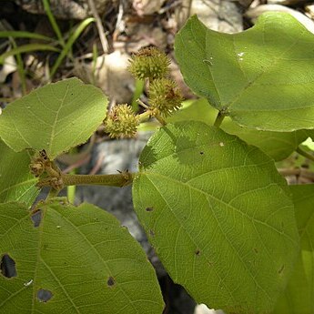 Mallotus ficifolius unspecified picture