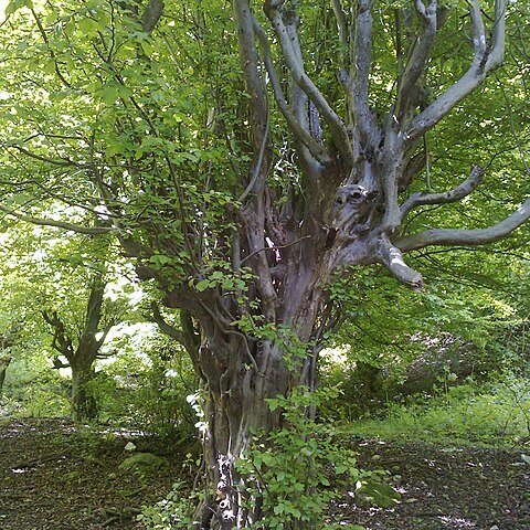 Parrotia persica unspecified picture