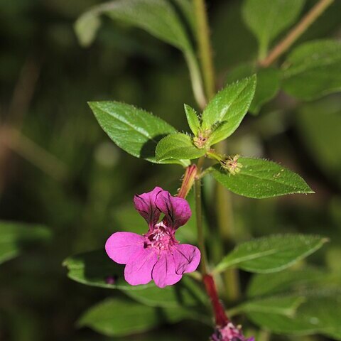 Cuphea aequipetala unspecified picture