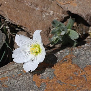 Cerastium lithospermifolium unspecified picture