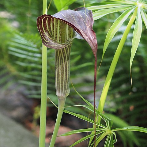 Arisaema erubescens unspecified picture