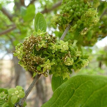 Afrocanthium gilfillanii unspecified picture