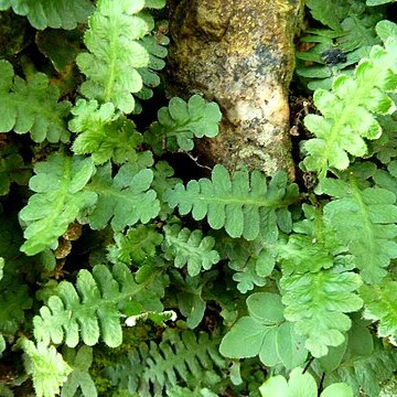 Asplenium phillipsianum unspecified picture