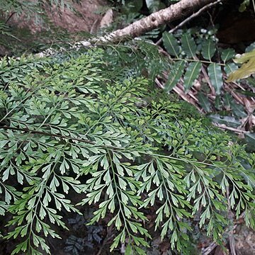 Asplenium laserpitiifolium unspecified picture