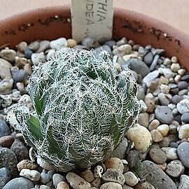 Haworthia arachnoidea var. aranea unspecified picture