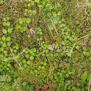 Epilobium nummulariifolium unspecified picture