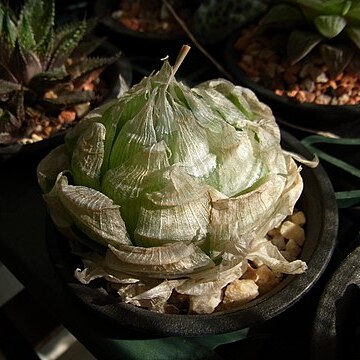 Haworthia lockwoodii unspecified picture