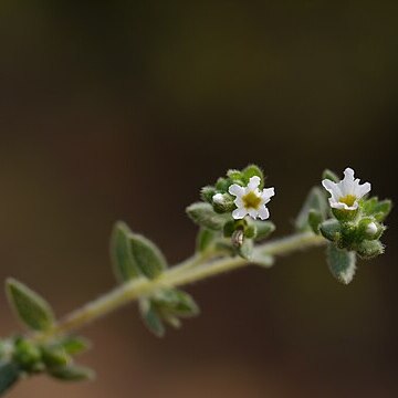 Heliotropium cornutum unspecified picture